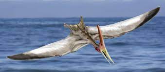 Pteranodon lived in huge flocks and cruised over the ocean looking for fish to scoop up in its slender, pointed beak. Pteranodon Wikipedia