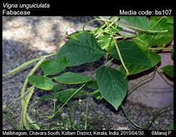 Image result for Vigna unguiculata