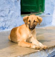 Solid black indogs are rare. Indian Pariah Dog Breed Information Characteristics Heath Problems Dogzone Com