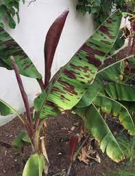 Banana trees are tropical and originate in rainforests, so they need a lot of water and plenty of moisture in the air. What Is A Red Banana Tree Information On Red Banana Plant Care