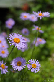 Image result for foto Kopretina