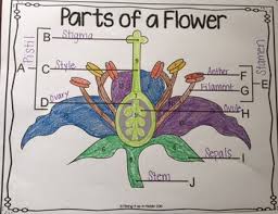 Free printable flowers pdf coloring pages 20. Parts Of A Flower Vocabulary Review Color By Answer By Mixing It Up In Middle