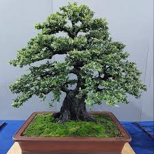 Image result for Pemphis