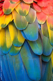 Birds Of A Feather New Vegas Bug Brightly Colored Macaw Parrot Feathers By Adam Nixon Parrot Feather Macaw Parrot Parrots Art