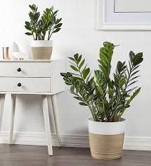 They're easy to care for, purify the air inside your home, and last for quite a while. 6 Best Low Light Indoor Plants Low Light Houseplants Plants Com