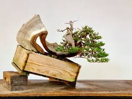 Bon meaning tray and sai meaning plant or to create. Yes Bonsai Trees Really Are That Old Portland Japanese Garden Facebook