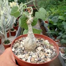 Image result for Kedrostis leloja