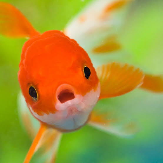 Pet Goldfish Released into the Wild Are Getting Really Huge