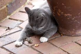 Antifreeze is sweet, so cats like the taste. Why Do Cats Bring Home Dead Animals Cats Dead Mice Live Science