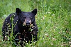 Seasons of the Bear at Pigeon River Discovery Center