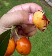 Image result for Manilkara kauki