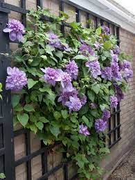 Clematis Vyvyan Pennell Climbing Plant Trellis Plants Wall Climbing Plants Climbing Flowers