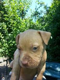 Pitbull germans shepard puppies mix. Pitbull Puppies For Sale Washington