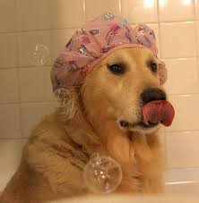 11 Dogs In Shower Caps Who Didn T See You There Dog Nose Dog Love Beautiful Dogs
