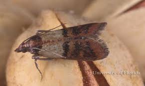 There are many herbicides available in the market that can help you to get rid of. How To Get Rid Of Pantry Moths The Old Farmer S Almanac