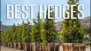 Check spelling or type a new query. Best Hedge Plants For Privacy Podocarpus Ligustrum Dodonaea Youtube