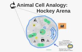 Principles of cell biology biol2060 disney world cell analogy. Cell Analogy Hockey Arena By Steven Santanello