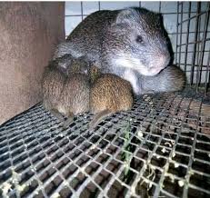 Grass cutter Farmers Nigeria