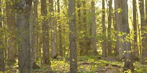 Forest Bathing Walk