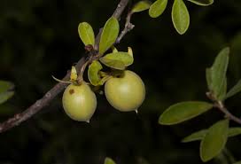 Image result for Diospyros lycioides
