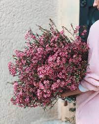 Chamelaucium Chamelaucium Kafekytka Kafekytkajaro Flowers Flower Flowerlover Flowerlove Chamelaucium Wa Flower Lover Wax Flowers Flower Power