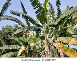 Image result for Musa paradisiaca