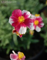 Visit your local store for the widest range of products. Plantfiles Pictures Helianthemum Common Rock Rose Sun Rose Raspberry Ripple Helianthemum Nummularium By Growin
