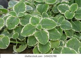 Image result for Plectranthus guruensis