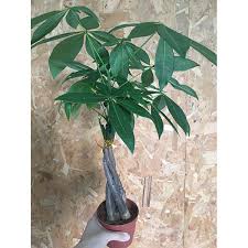 Image result for pachira obrázek