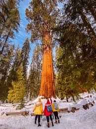 86728 california 180, kings canyon national park, ca. How To Visit Sequoia National Park In The Winter Huge Area Travel Guide