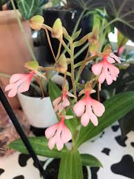 Image result for Habenaria pubipetala