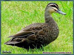 Terutama sebagai anak, tentunya mempunyai kesenangan tersendiri untuk menggambar. Nama Binatang Dari Huruf B Nama Gambar Binatang Babi Mini Binatang Hewan