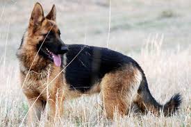 German shepherds for sale in british columbia. 3 Common German Shepherd Tail Problems To Be Aware Of