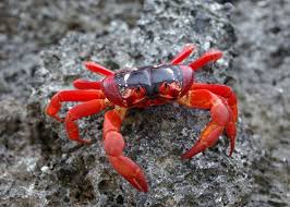 See more of christmas island red crab migration on facebook. Will Climate Changes Keep Red Crabs Of Christmas Island From Spawning Find Out Earth Earthsky