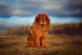 I vulcani da sempre affascinano e spaventano al tempo stesso. Top 10 Cani Piu Pericolosi