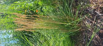 Image result for Koeleria