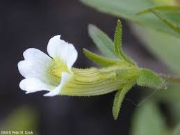 Image result for Hippocratea graciliflora