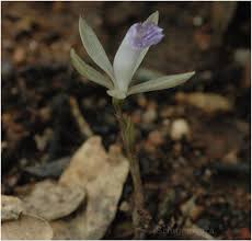 Image result for Nervilia crociformis