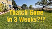 Fertilizing programs increase growth, which means more mowing and more clippings. How To Use N Ext D Thatch Thatch Digester Liquid Thatch Remover Youtube