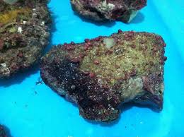 When the water conditions stabilize and ammonia and nitrite test results are zero, then the rock is ready to be placed into your aquarium. How To Cure Live Rock For A Healthy Aquarium Stories Of Water