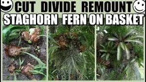 They should line the bottom of the basket with 1 to 1 1/2 inches of sphagnum moss. Watch Me Divide Mount To A Basket Staghorn Fern Chandelier Bromeliads Orchids Ferns Youtube