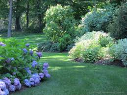 A Path Between Plantings Beds In This Shady Yard Drifts Of Blue Endless Summer Hydrangea Spill Into Th Endless Summer Blue Hydrangea Summer Hydrangeas Plants