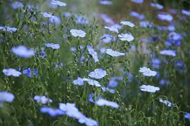Big Flax Flower Quotes Best Flower Wallpaper