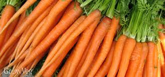 Growing Carrots From Sowing To Harvest