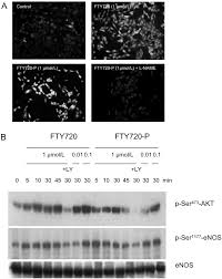 Ver más ideas sobre dibujos, disenos de unas, ma… Immunomodulator Fty720 Induces Enos Dependent Arterial Vasodilatation Via The Lysophospholipid Receptor S1p3 Circulation Research