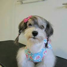 Mobile pet grooming is a companion animal service sector that is rapidly growing for a host of reasons. Asian Style Havanese Dog Grooming Havanese Grooming
