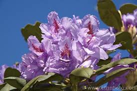 Rhododendron Fastuosum Flore Pleno Photo In 2020 Rhododendron Photo Flores