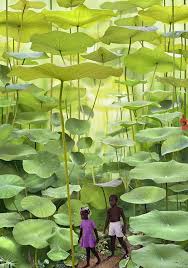 Jobs In Dubai Dubai And Uae 1 Employment For All Professionals Semi Professionals Skilled And Semi Skilled Jo Fern Forest Beautiful Nature Beautiful Places