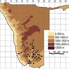 Image result for Aizoon schellenbergii