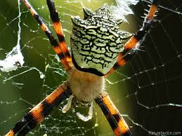 Nfeatures = 2000 # no way to pass to detector.? Ornately Elegant Engineer Garden Orb Weaving Spider Letting Nature Back In